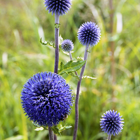 20140614041405-2323cb17-cu_e286